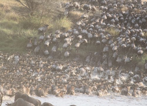 7 Days – Great Wildebeest Migration Safari