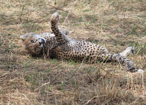 4 Days Tanzania Wildlife Safari