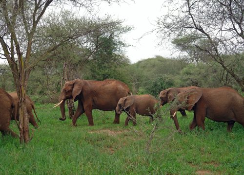 3 Days Tanzania Wildlife Safari