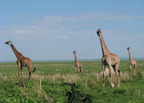 5-Days Tanzania Wildlife Safari